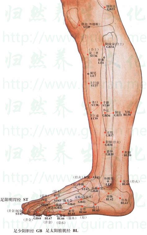 內廷穴位|醫砭 » 經穴庫 » 內庭